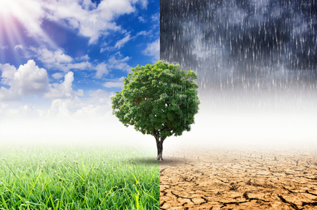 Landscape of Trees With the changing environment, Concept of climate change.の写真素材