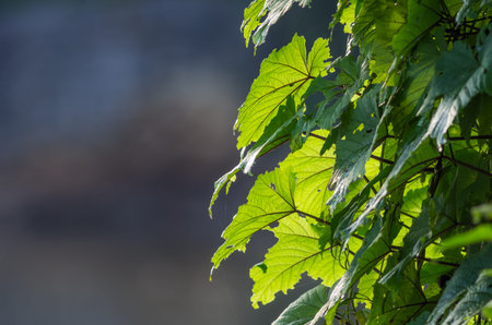Green leaf background, gentle young green leaves in the spring, natural background.