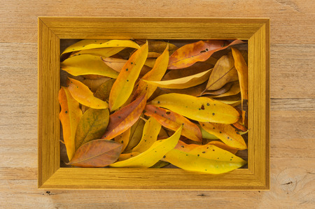 Golden wooden photo frame on wooden board with autumn leaves.の写真素材
