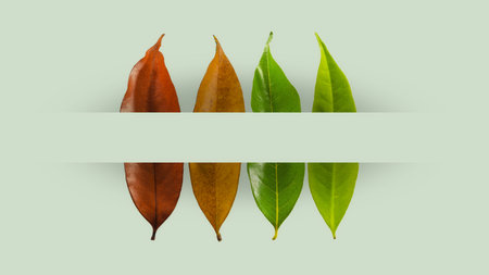 Autumn leaves background color of empty blank banner centered for your text.の写真素材