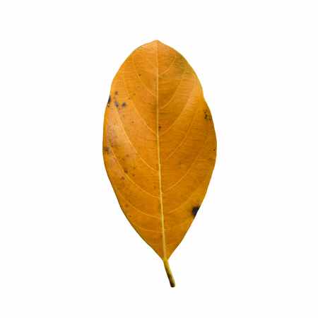 Yellow Color leaves isolated on white background Leaves of jackfruit.の写真素材