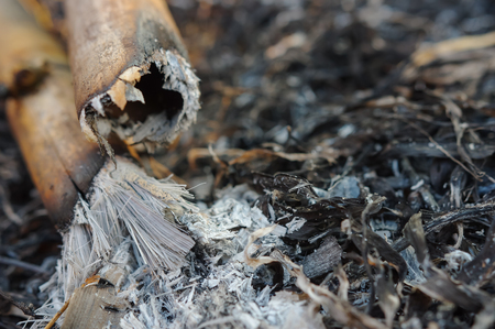 The ashes of the leaves are burned after Forest fire, Wildfire burning tree in the forest   North, Thailand. pollution.の写真素材