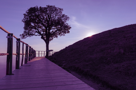 Silhouette lonely tree, The scenic landscape of high mountains in the evening on top viewpoint mountain Doi Pui Cu, Popular tourist attraction in Mae Hong Son, Thailand.の写真素材