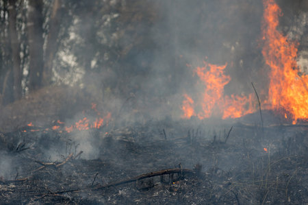 Forest fire, Wildfire burning tree in red and orange color at afternoon in the forest with smoke and...