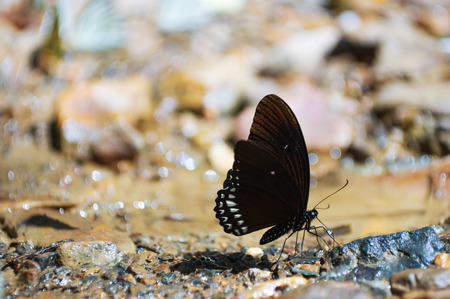 Black butterfly, Common Mormon (Papilio polytes romulus) in Kaeng Krachan National Park Phetchaburi,Thailand.の写真素材