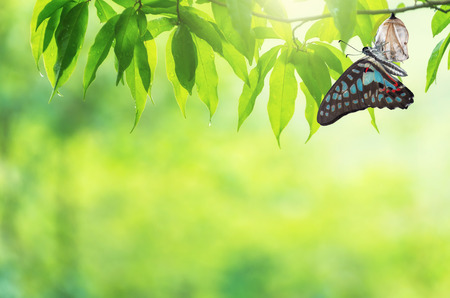 Amazing moment about butterfly change form chrysalis.の写真素材