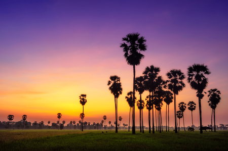 Silhouette Palmyra Palm with dramatic sky twilight time, Phetchaburi Thailand.の写真素材