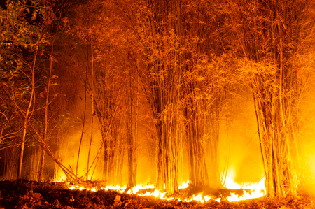 Forest fire, Wildfire burning tree in red and orange color at night in the forest at night,  North Thailand.の写真素材