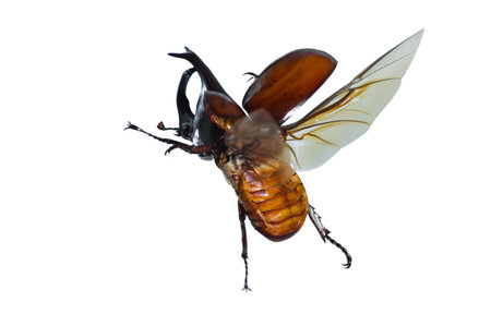 Rhinoceros beetle or Dynastinae on the white background, Insect horns on the head, black or shiny...