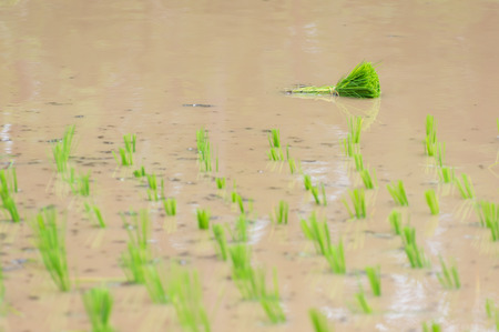 Rice seedlings are prepared for planting and ready to grow in organic rice fields.の写真素材