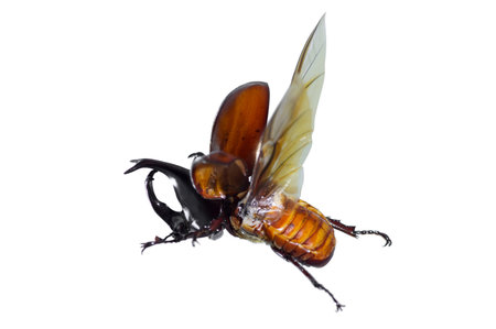 Rhinoceros beetle or Dynastinae on the white background, Insect horns on the head, black or shiny...