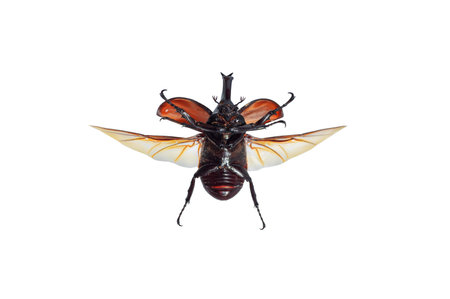 Rhinoceros beetle or Dynastinae on the white background, Insect horns on the head, black or shiny...