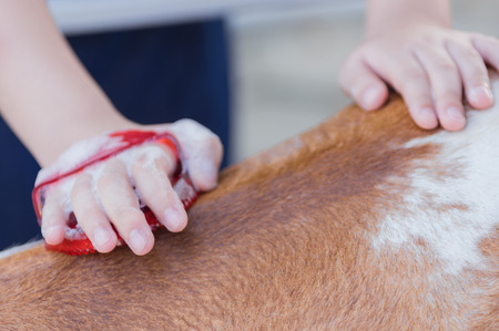 The girl's hands are bathing, brushing her hair, giving her lovely dwarf horse.の写真素材