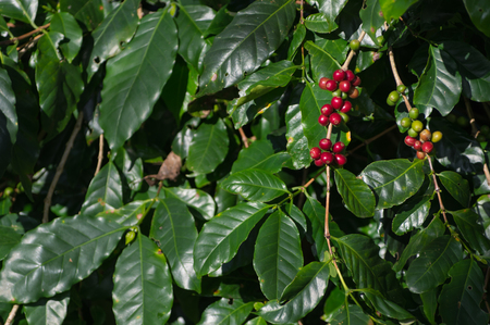 The red ripe coffee results on tree in field for coffee background.の写真素材
