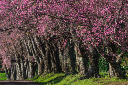 Beautiful cherry blossoms in full bloom pathway in Khun Wang Chiang Mai, Thailand.の写真素材