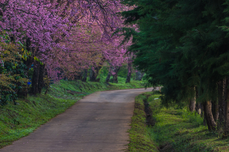 Beautiful cherry blossoms in full bloom pathway in Khun Wang Chiang Mai, Thailand.の写真素材