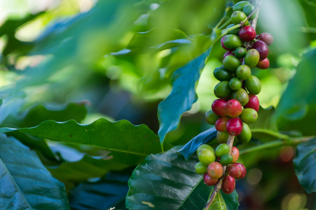The red ripe coffee results on tree in field for coffee background.の写真素材