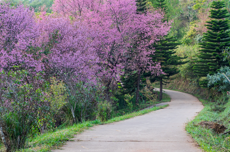 Beautiful cherry blossoms in full bloom pathway in Khun Wang Chiang Mai, Thailand.の写真素材