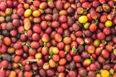 The coffee is ripe, red in the bag, for the coffee background.の写真素材