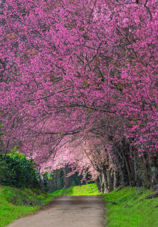 Beautiful cherry blossoms in full bloom pathway in Khun Wang Chiang Mai, Thailand.の写真素材