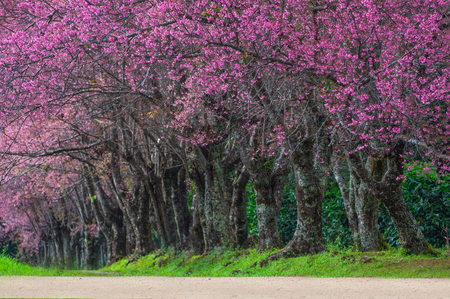 Beautiful cherry blossoms in full bloom pathway in Khun Wang Chiang Mai, Thailand.の写真素材