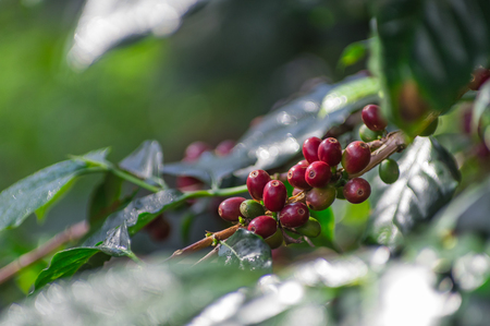 The red ripe coffee results on tree in field for coffee background.の写真素材