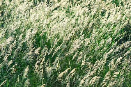 Beautiful natural light in white grassy field, Prachuap Khiri Khan, Thailand.の写真素材