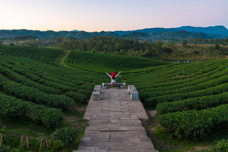 Women tourists wearing red hats are watching the tea plantation happily, Green tea field in shui fong, Chiang rai, near Ang Khang and Chiang mai, Thailand.の写真素材