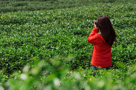 Female tourists wear red shirts, take a camera, record the beauty of tea plantations, Chiang Rai Province, Thailand.の写真素材