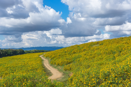 View of natural scenery Tung Bua Tong Mexican sunflower field in Mae Moh Coal Mine, Lampang Province, Thailand.の写真素材