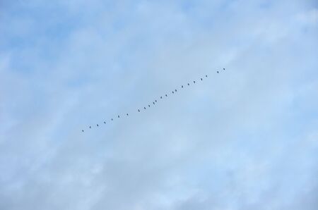 The flock geese fly in rows in the sky.の写真素材