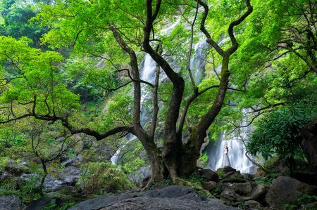 Big trees and woman wearing white dress standing in front of Khlong Lan Waterfall is the last important waterfall of Khlong Lan National Park, Kamphaeng Phet Province, Thailand.の写真素材