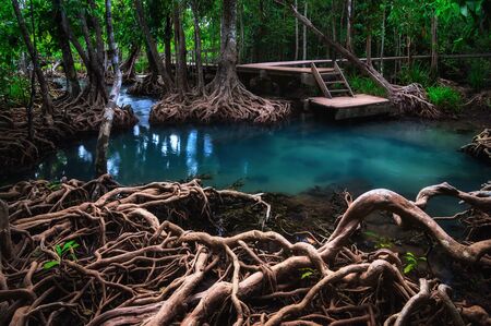 Hipster woman sitting on Wooden bridge to the jungle, Tha pom mangrove forest, Beautiful  Emerald Pool in mangrove forest at Krabi in Thailand.の写真素材