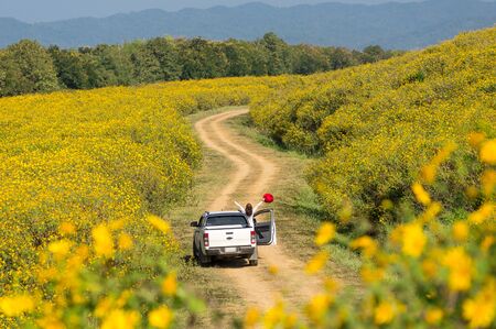 Tourists, beautiful women in natural flowers wearing white outfits with red hats, standing on a white car in a sunflower field, Tung Bua Tong in Mae Moh coal mine, Lampang province, Thailand.の写真素材