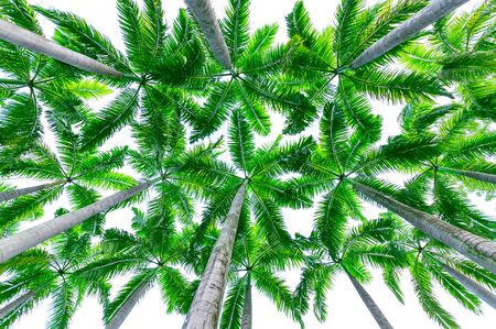 Branches of palm trees on beach low angle shot, Manila Palm or Christmas Palm isolated on white background.の写真素材