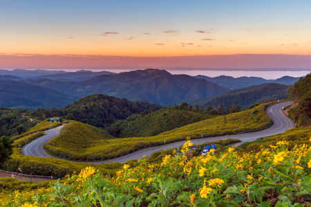 Beautiful Mexican Sunflower on Doi Mae U Ko Hill at Sunset in Winter, Mae Hong Son Province, Thailand.の写真素材