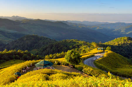 Beautiful Mexican Sunflower on Doi Mae U Ko Hill at Sunset in Winter, Mae Hong Son Province, Thailand.の写真素材