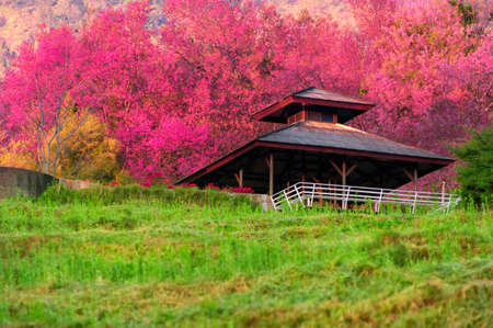 Beautiful cherry blossoms in full bloom pathway in Khun Wang Chiang Mai, Thailand.の写真素材