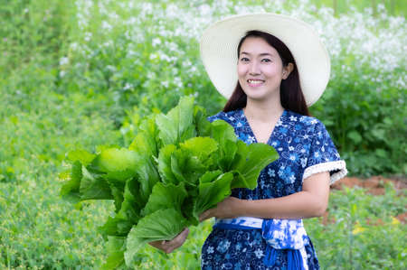 A Young farmer is happily picking organic lettuce fresh in garden. Organic farming.の写真素材