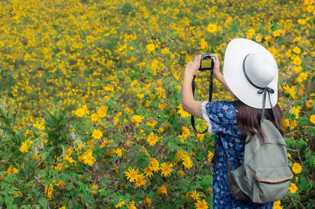 Young woman photographs a Mexican sunflower field, beautiful yellow flowers on the mountain. Doi Mae U Kho, Mae Hong Son Province.  Thailand.の写真素材