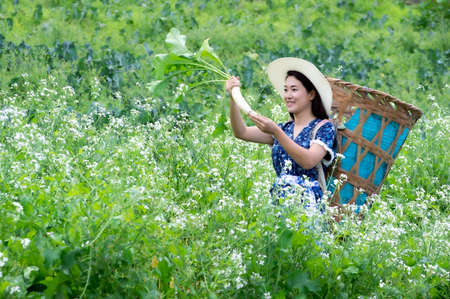 A Young farmer is happily picking organic radish fresh in garden. Organic farming.の写真素材