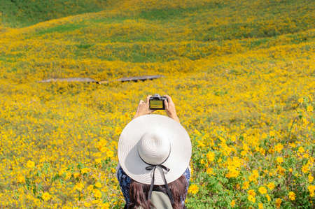 Young woman photographs a Mexican sunflower field, beautiful yellow flowers on the mountain. Doi Mae U Kho, Mae Hong Son Province.  Thailand.の写真素材