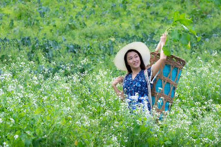 A Young farmer is happily picking organic radish fresh in garden. Organic farming.の写真素材