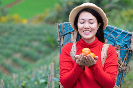 Asian Young woman farm worker with basket picking organic tomatoes in garden.の写真素材