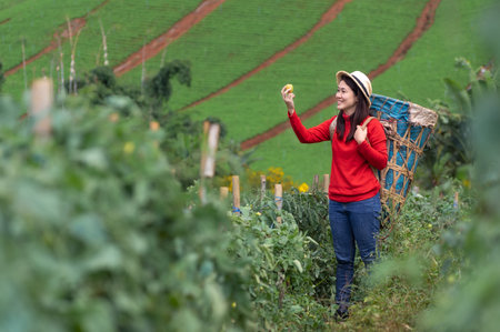 Asian Young woman farm worker with basket picking organic tomatoes in garden.