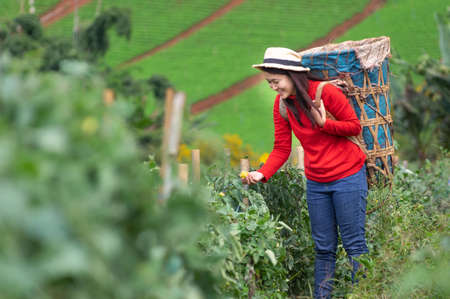 Asian Young woman farm worker with basket picking organic tomatoes in garden.の写真素材