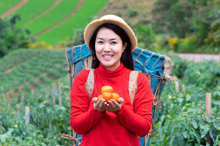 Asian Young woman farm worker with basket picking organic tomatoes in garden.の写真素材