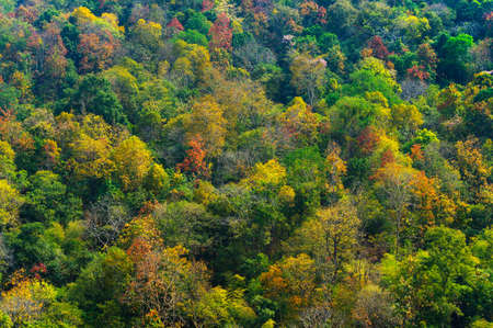 Beautiful aerial view of thick forest in autumn. Colorful forest.の写真素材