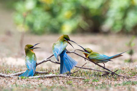 Bird lovers, Beautiful Blue-tailed bee-eater (Merops philippinus) On a branch above the meadow with green background in Phetchaburi Thailand.の写真素材