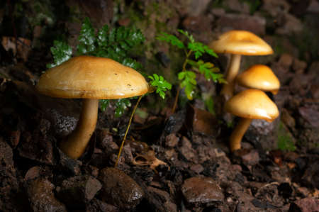 A lot Macro Wood mushrooms, mushroom with fungal growth. Tree full of mushrooms mushroom background. Wild mushroom.の写真素材